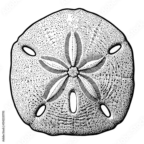 Detailed Sand Dollar Marine Life Shell Black and White Outline Line Art Drawing Engraving Style