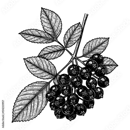 Canadian Serviceberry Branch Botanical Plant Black and White Outline Line Art Drawing Vintage Engraving