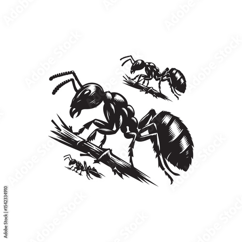 Carpenter Ant Vector (2).eps