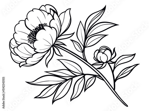 Peony Flower Isolated on Clean White Background