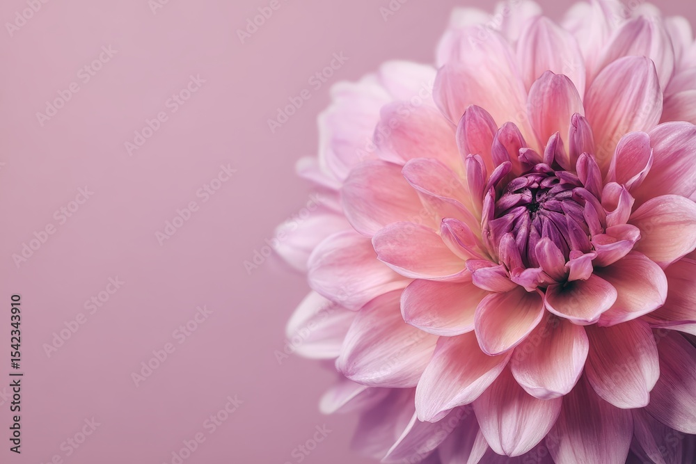 Fototapeta premium Soft romance dahlia flower in pastel tones creates a serene atmosphere perfect for a garden setting or floral arrangement