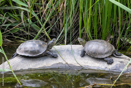 European Pond Turtle in Its Natural Habitat