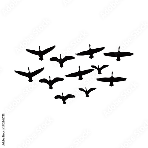 silhouette of a flock of birds in flight