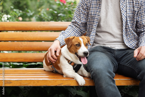Jack Russell Terrier dog with tongue hanging out in a harness sitting on a bench next to its owner in a green park on a sunny summer day
