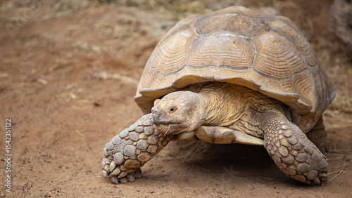 a big turtle crawls slowly