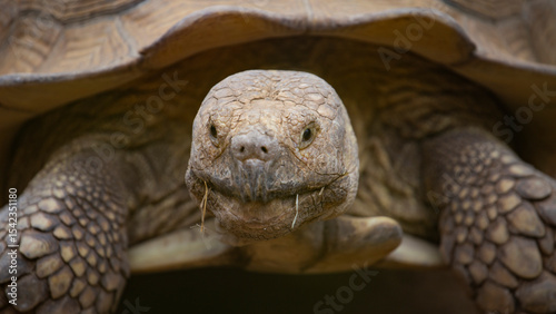 a big turtle crawls slowly