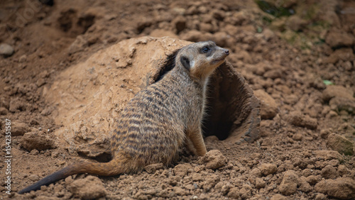 meerkats live in a small group