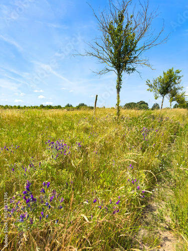 Scene with a cornfield under a blue sky in Brandenburg, Germany.