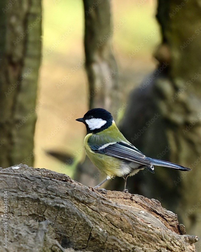 Obraz premium great tit parus major