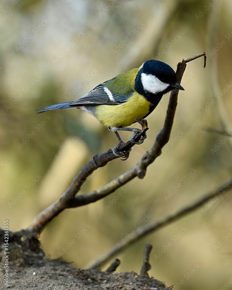 Obraz premium great tit parus major