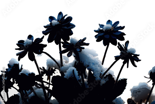 Beautiful Black Flower Illustration with Blue Accent Details