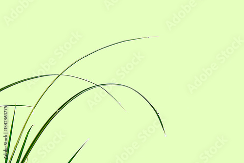 Juncaceae monocot green grass