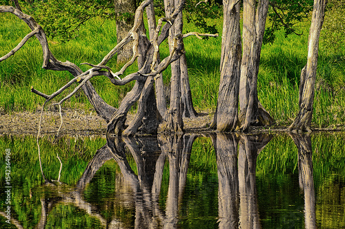 Barren trees and stems on the lake shore with mirroring