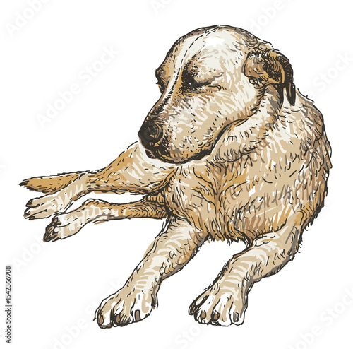 Sketch of guard dog lying, sleeping, domestic animal, vector realistic  hand drawn illustration isolated on white