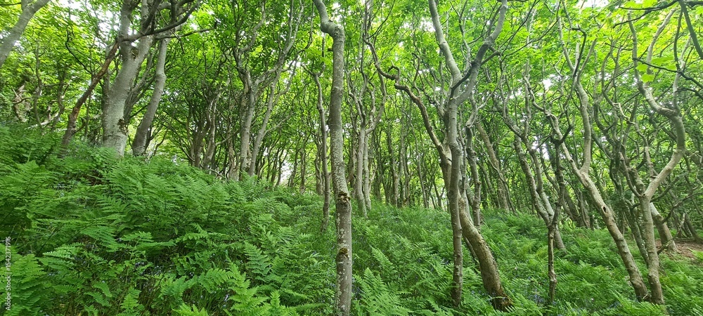 Obraz premium Serene Forest Path with Lush Greenery