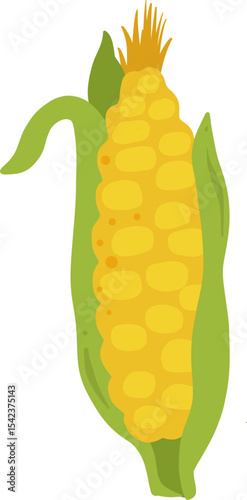 Corn with green husk.For food designs, farming themes, and healthy eating concepts.