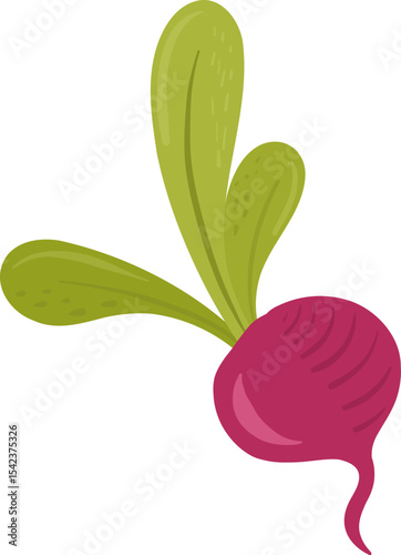 Beetroot with green leaves. Fresh root vegetable, farming, organic food, and healthy. Simple design.