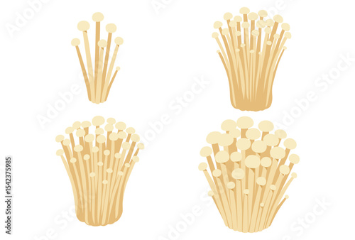 enoki mushrooms isolated on white background, vector illustration	