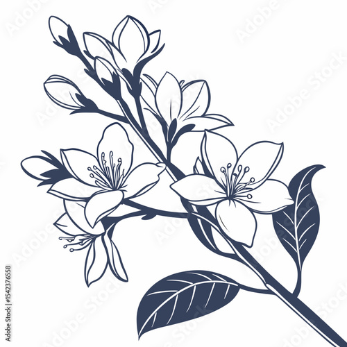 vector illustration of white jasmine flower