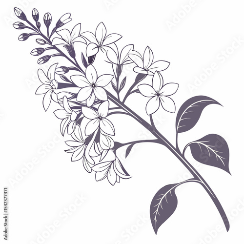 vector illustration of white lilac flowers