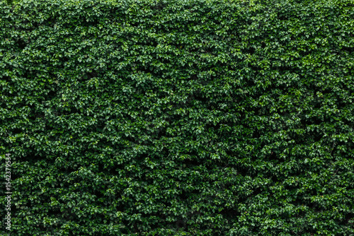 Lush Green Hedge Texture Background