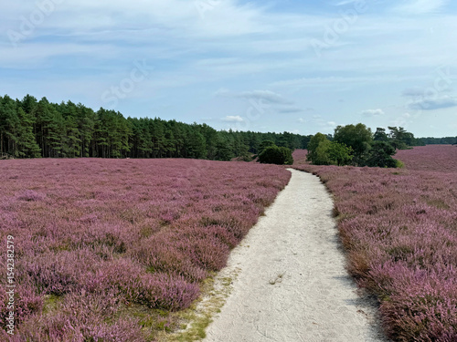 Hiking trail in the Südheide Nature Park in southern part of the cHeath in North Germany.