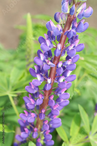 Close-up of blooming purple lupine flower with green blurred background. Vertical orientation, vibrant petals and natural garden setting.