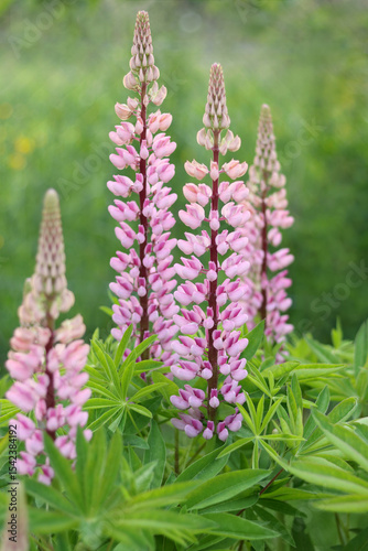 Pink lupine flowers blooming in garden. Close-up view with soft green background. Ideal for botanical, floral, and spring-themed visuals.