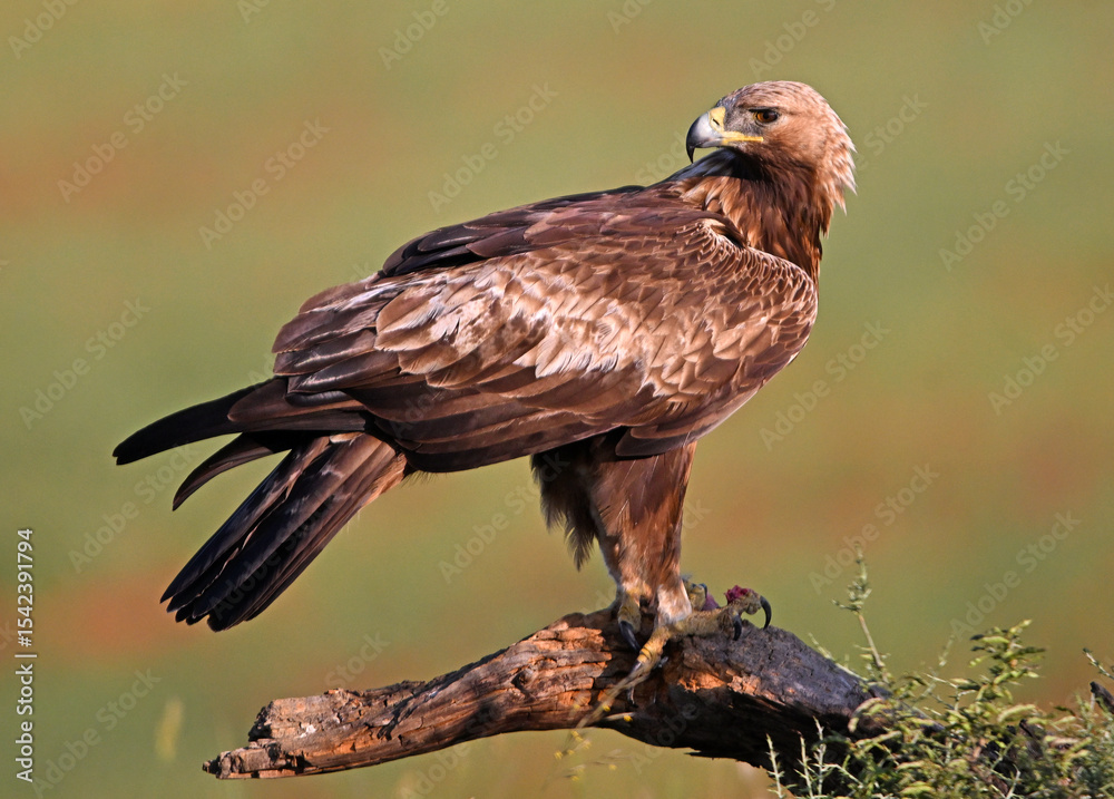 Fototapeta premium a golden eagle in spain in the mountain