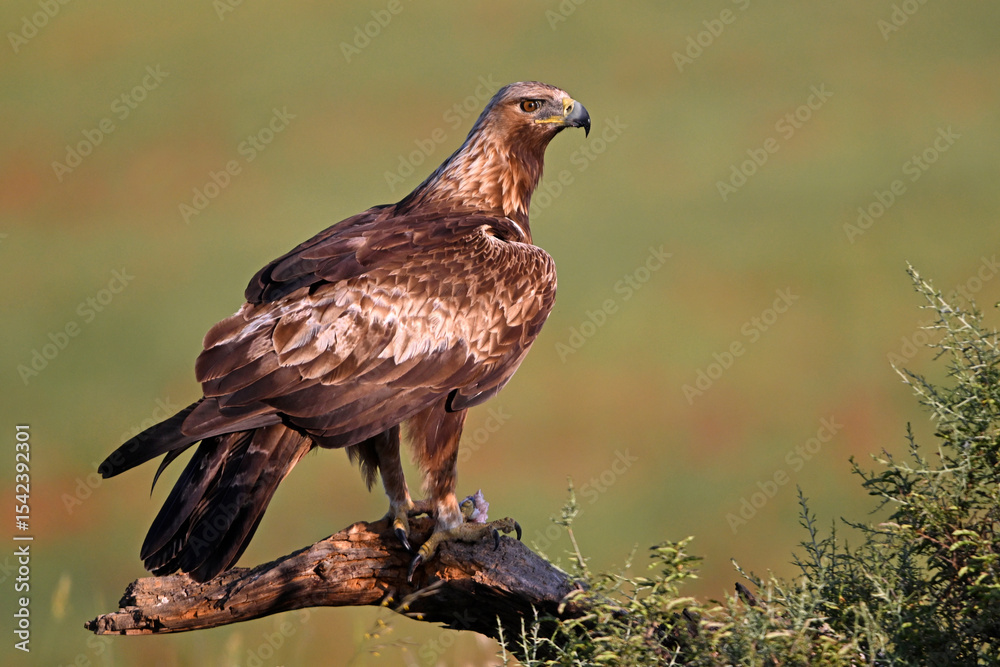 Obraz premium a powerful golden eagle in spain