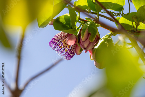 Tableau sur toile Um galho de maracujá com uma flor aberta e um botão por abrir, com céu ao fundo