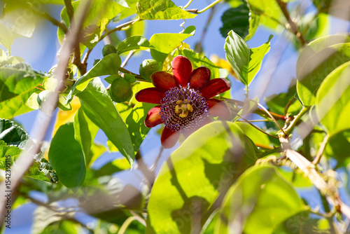 Detalhe de uma flor de maracujá fotografada de baixo para cima, entre folhas. Flor da paixão na planta de maracujá. Passiflora. photo