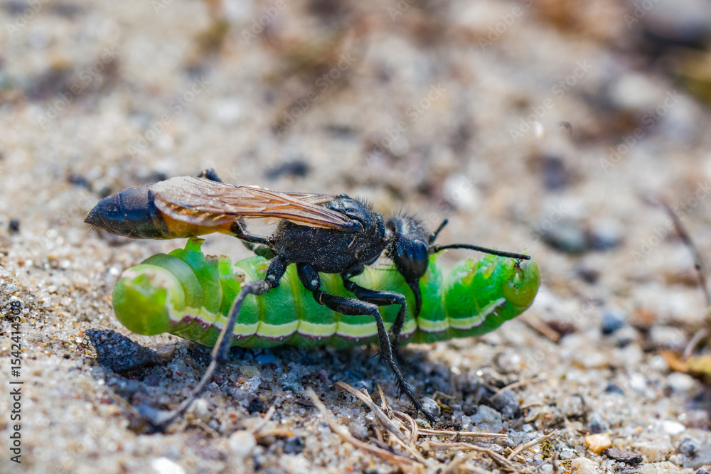 Ammophila-graafwesp met verlamde nachtvlinderrups – Ammophila digger wasp with paralyzed moth caterpillar Ammophila-graafwesp met verlamde nachtvlinderrups – Ammophila digger wasp with paralyzed moth caterpillar