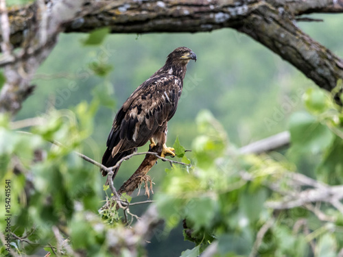 Billede på lærred A juvenile Bald Eagle perching watchfully in a tree.