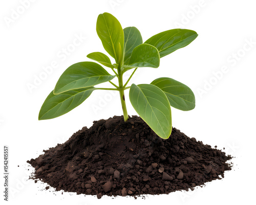 New Plant Sprout Growing From Soil