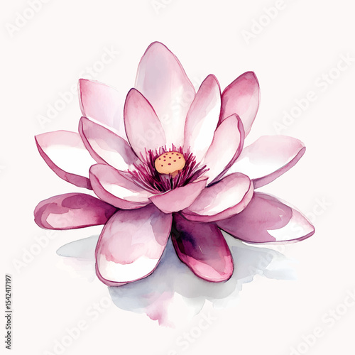 Lotus flower, pink water lily isolated on white background.