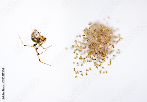 Young spiders recently hatched from an egg sac