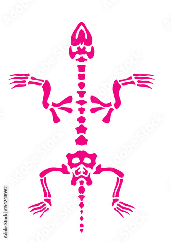squelette tortue animal os