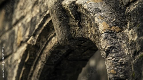 Close-up of an elephant's head resting on a stone wall, perfect for use in wildlife or travel context