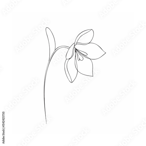 white lily flower