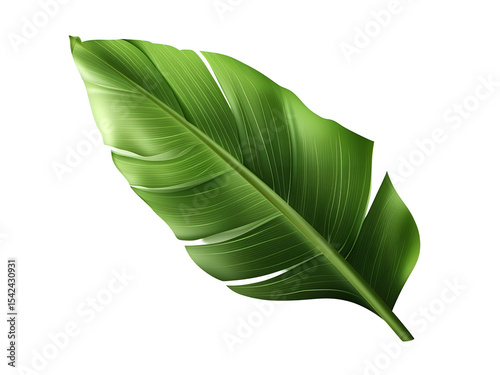 Realistic banana leaf with lush green veins and curvature isolated transparent background, png
