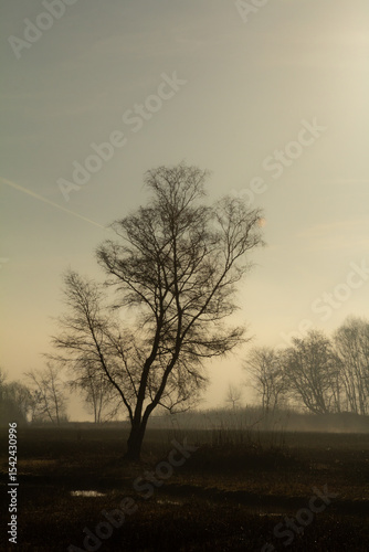 Wallpaper Mural Golden sunrise in Amsterdamse Bos with a lone tree perfectly centered in the composition. The glowing light and misty atmosphere create a peaceful, almost painterly mood. Torontodigital.ca