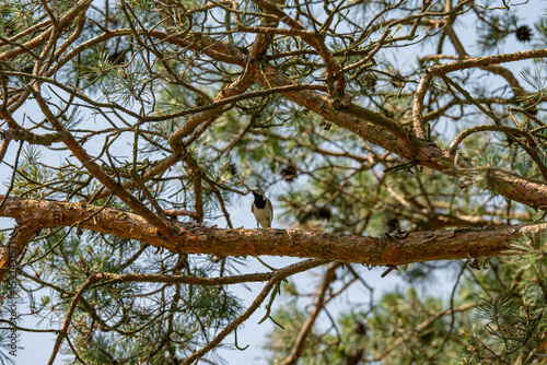 A Glimpse of a White Wagtail Among Pine Branches