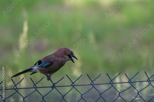 Vocal Eurasian Jay Showing its Colors on a Fence