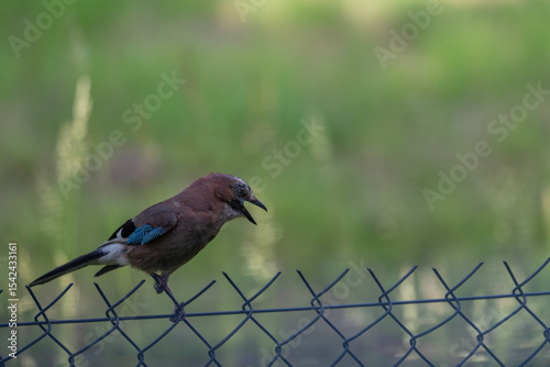 Vocal Eurasian Jay Showing its Colors on a Fence