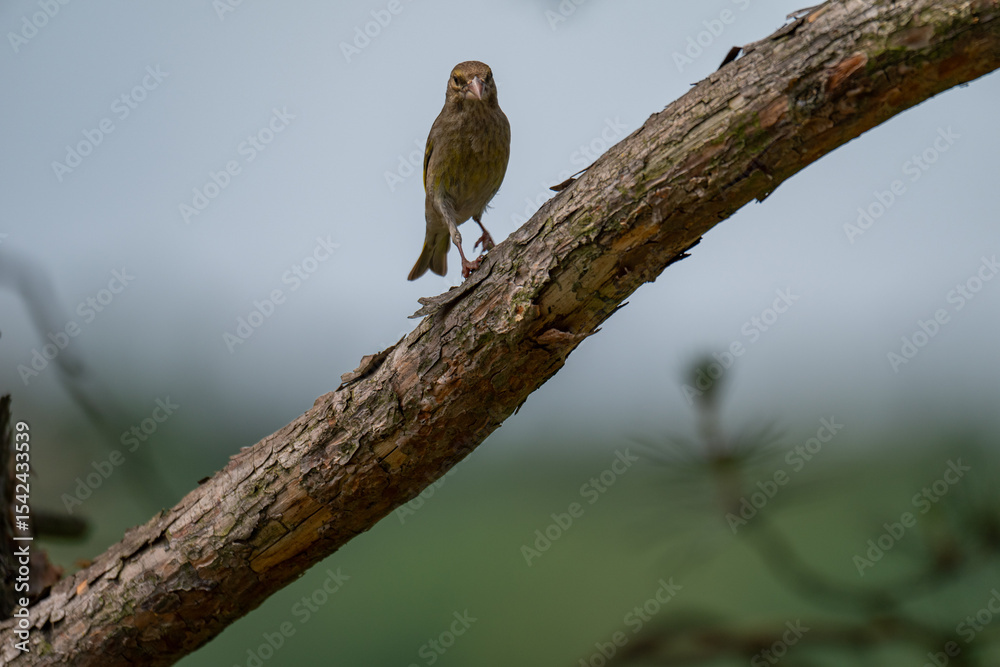 European Greenfinch with a Curious Glance on a Pine Branch European Greenfinch with a Curious Glance on a Pine Branch