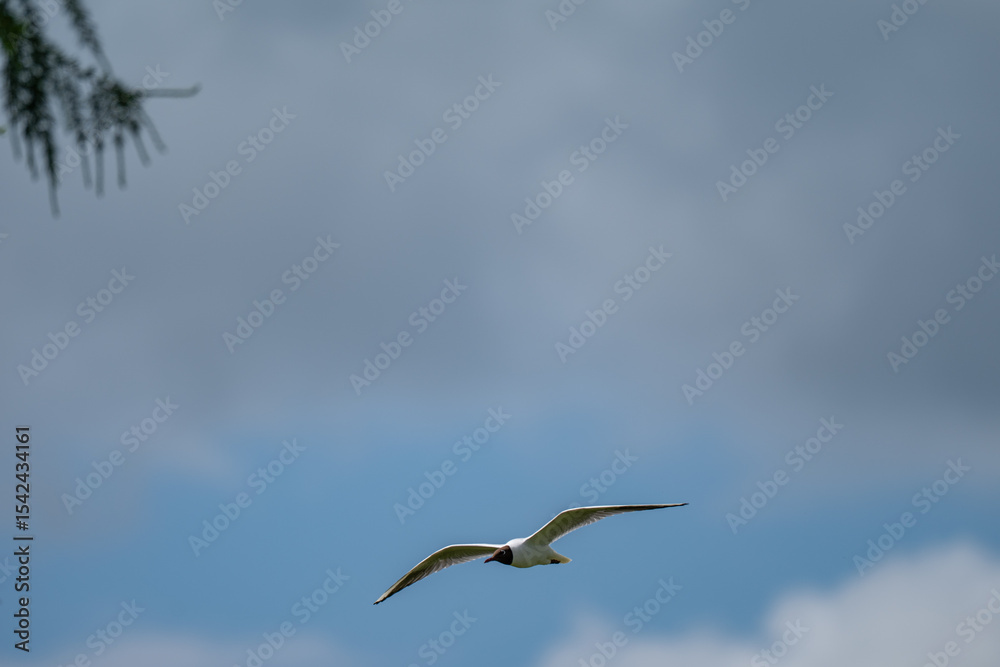 Fototapeta premium Graceful Black-headed Gull in Flight Against a Cloudy Sky