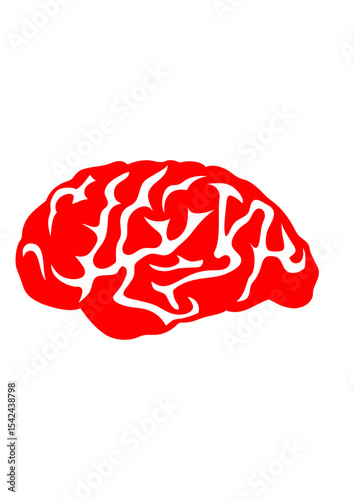 cerveau cervelle