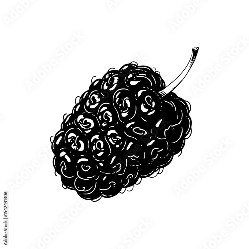 Detailed hand-drawn illustration of a ripe mulberry fruit