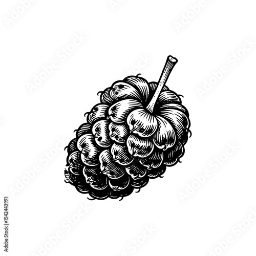 Detailed Hand-Drawn Illustration of a Mulberry Fruit